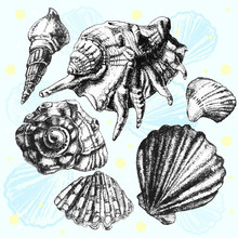 Illustration With Different Realistic Shells