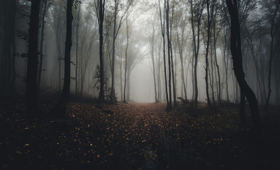 Wall Mural - road through forest in autumn