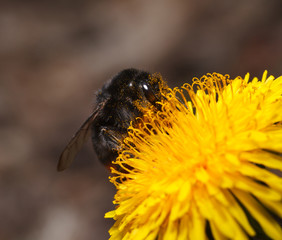 Wall Mural - Bumble bee pollinates flower