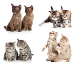 Fototapeta Koty - Cats or kittens pair set isolated