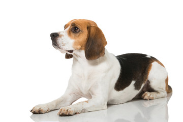 Wall Mural - Beagle