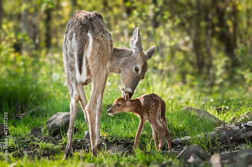 Fotografía White-Tailed Deer (Odocoileus virginianus) Sniffs Behind Fawn's