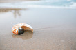 nautilus shell with sea wave,  Florida beach  under the sun ligh