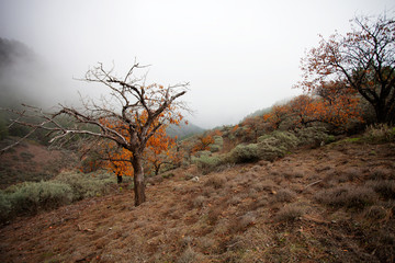 Canvas Print - Foggy landscape