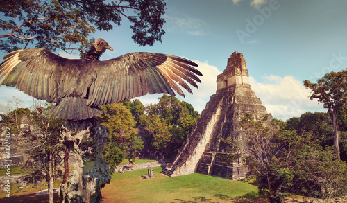 Plakat Neophron patrząc na starożytne ruiny miasta Majów Tikal