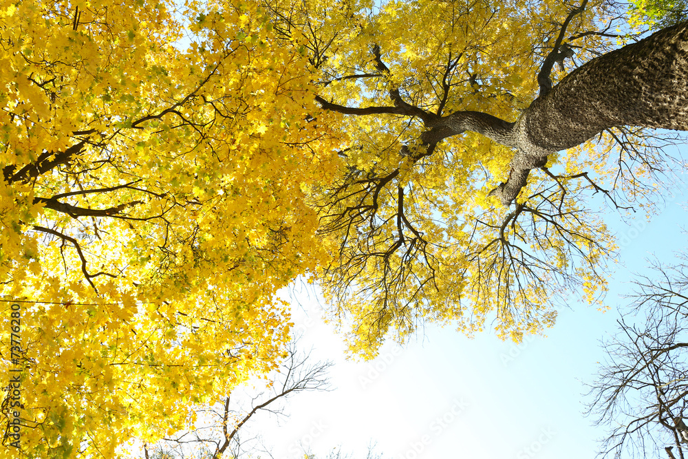 Beautiful autumn leaves