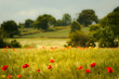 poppy field with shallow depth of field