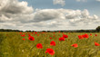 poppy field with white clouds in early summer