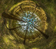 pine forest - stereographic view