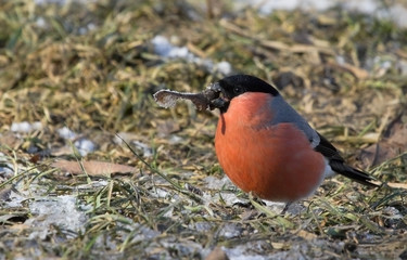 Wall Mural - Bullfinch on the covered hoarfrost earth 