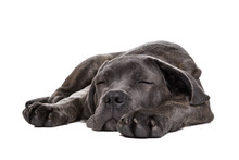 Grey Cane Corso Puppy Dog