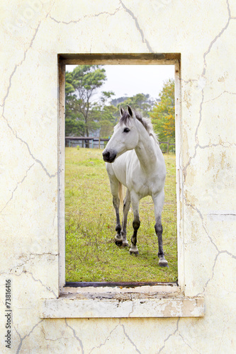 Fototapeta do kuchni Grey horse through a window