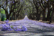 Suburban Road With Line Of Jacaranda Trees And Small Branch With