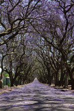 Suburban Road With Line Of Jacaranda Trees And Small Flowers