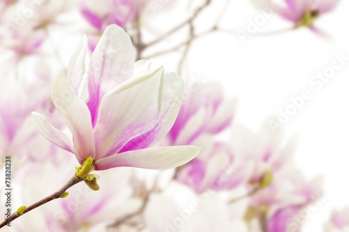 Dekoracja na wymiar  magnolia
