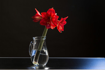 Wall Mural - amaryllis flower in a jar