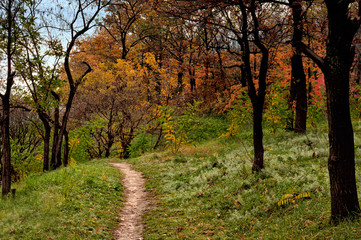 Wall Mural - Pathway in the autumn forest