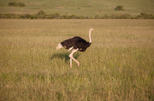 Ostrich  Walking On Savanna In Africa. Safari. Kenya