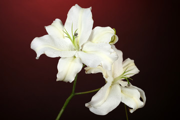 Poster - Beautiful lily on colorful background