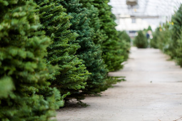 Christmas tree farm