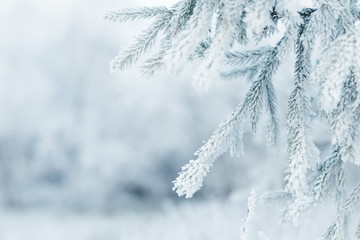 winter background with frosty fir branches