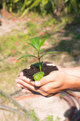 Hands holding a green young plant