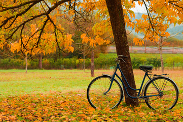 vintage bicycle leaning against a tree and autumn leaves