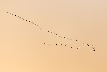 Wall Mural - a flock of birds at sunset