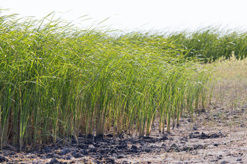 Wall Mural - bulrush in nature