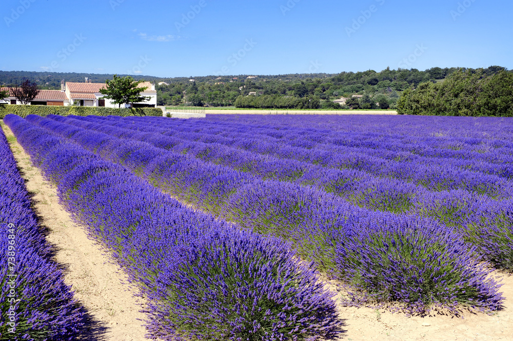 Lavanda provenzale