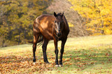 Fototapeta Konie - Beautiful brown horse in pasture