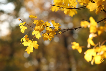 Wall Mural - Beautiful autumn leaves