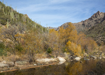 Canvas Print - River in Sabino Canyon