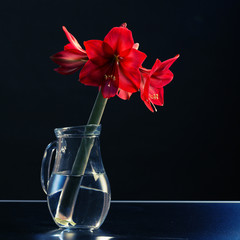 Sticker - amaryllis flower in a jar