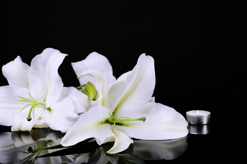 Wall Mural - Beautiful lily isolated on black