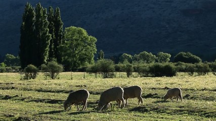 Sticker - Rural landscape with sheep in late afternoon light