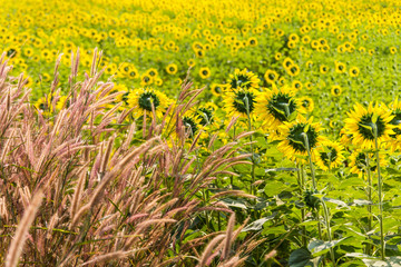 Wall Mural - Flower of grass and sunflowers are facing the light and back