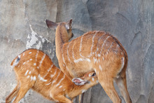 Young Sitatunga Sucking Milk From Its Mother