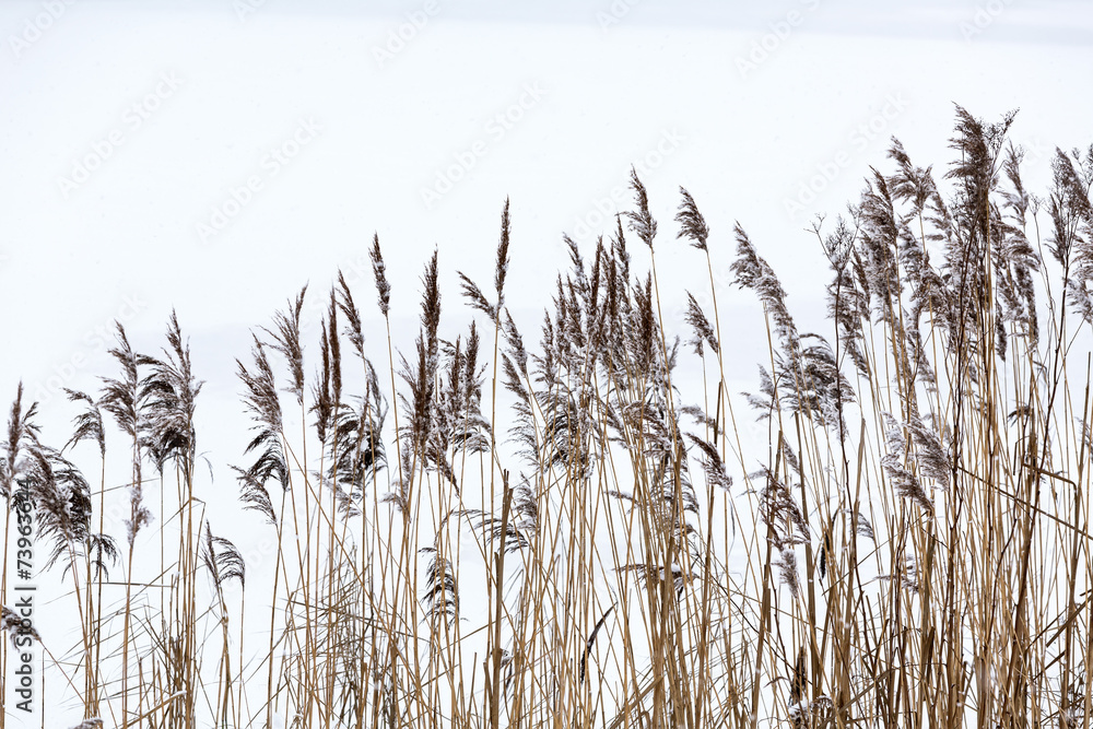 Frozen coastal reed - obrazy, fototapety, plakaty 