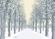 Alley With Snowy Trees Silhouettes In A Park
