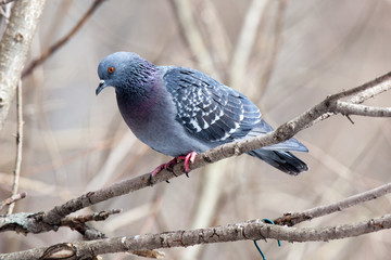 Sticker - Columba livia, Rock Dove.