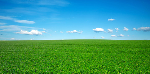 Wall Mural - green field