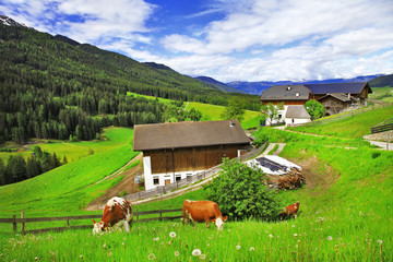 Alpine scenery  - green grass pastures and cows (Dolomites)