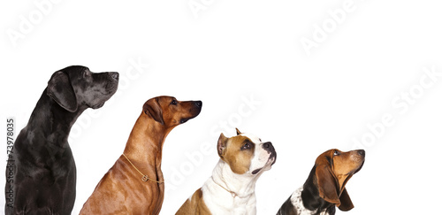 group of dogs  looking up © liliya kulianionak