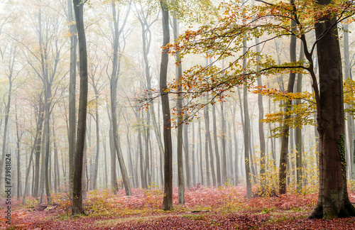 Naklejka na szybę forest