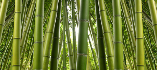  Bambusowa dżungla