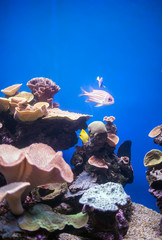 Wall Mural - Corals and fish in the depths of the sea.