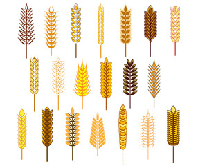 Canvas Print - Ears of cereals and grains icons set