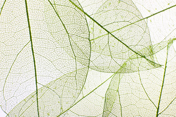 Decorative skeleton leaves background