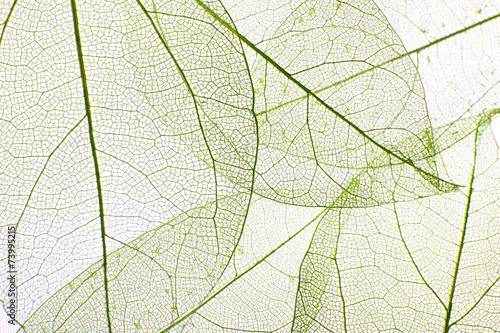 Decorative skeleton leaves background